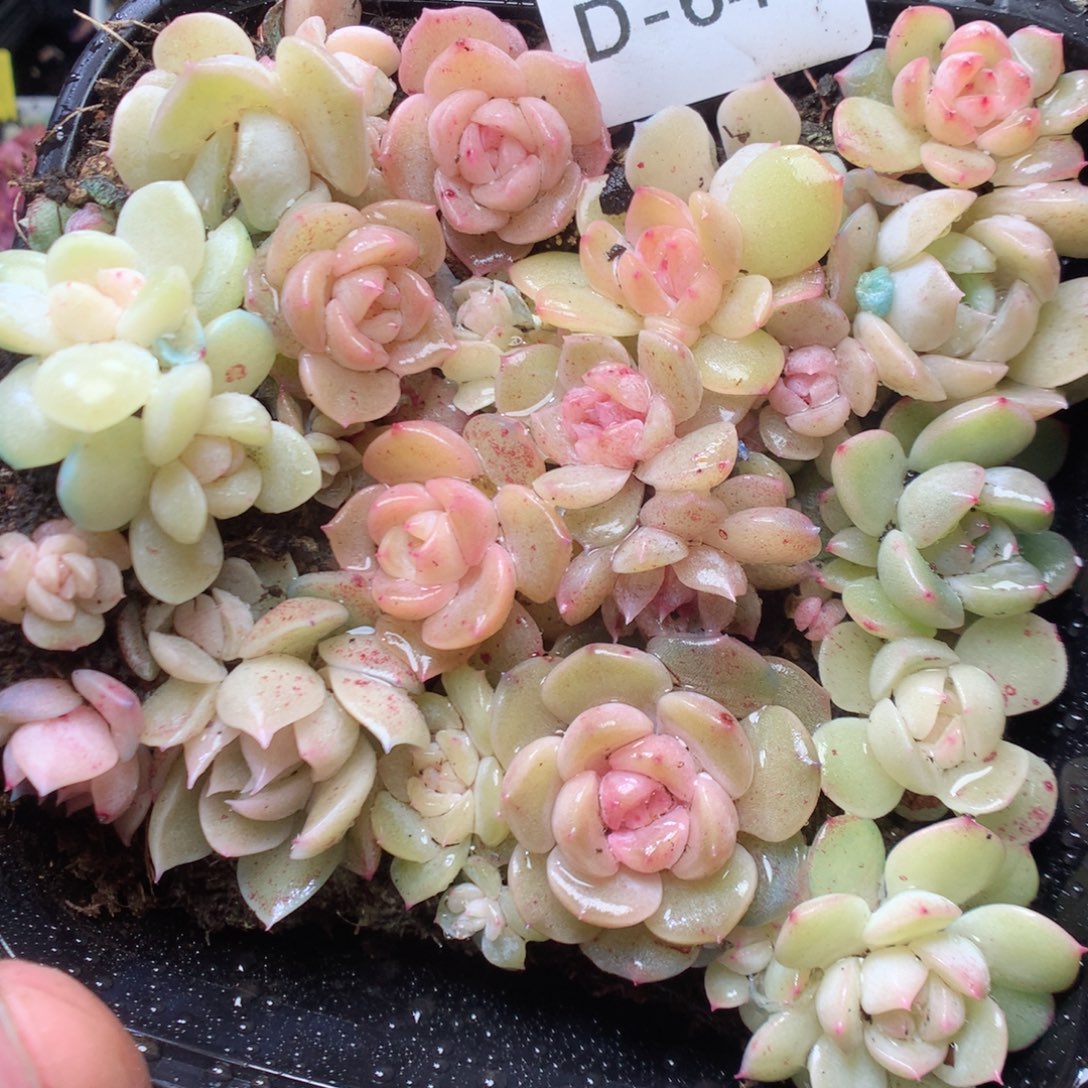 无花朵D64。yyyyyyyyyy