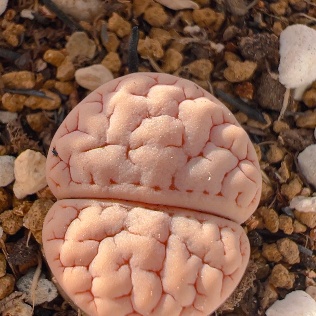 20多肉植物百科知识