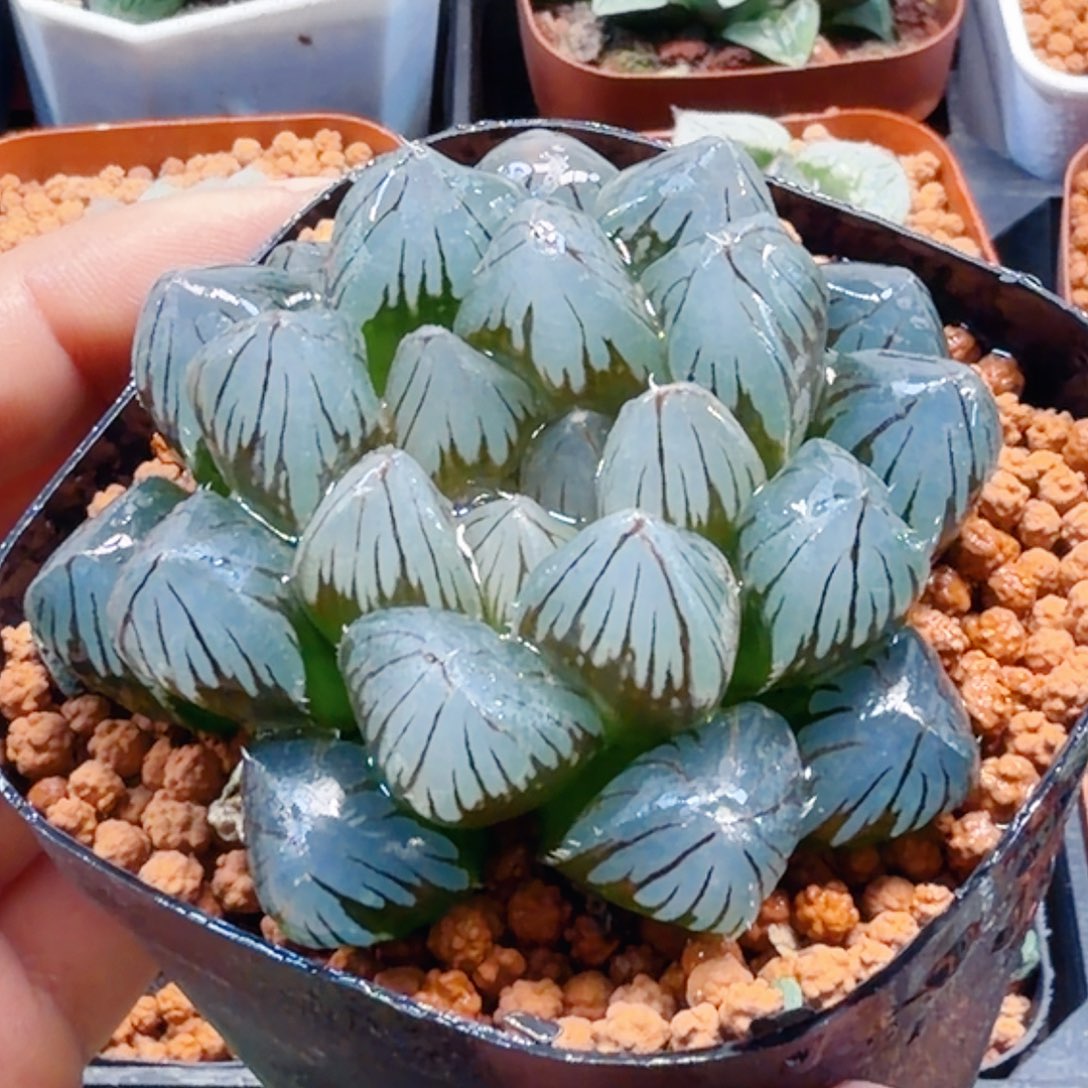 无花朵十二卷 龙爪冰灯福利