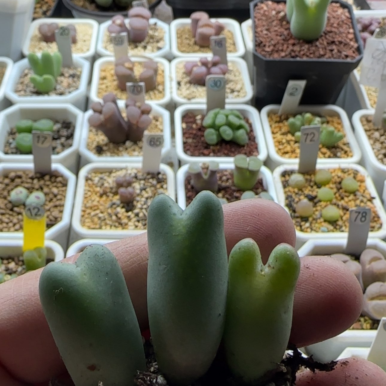 【闪购商品】黄****30587     