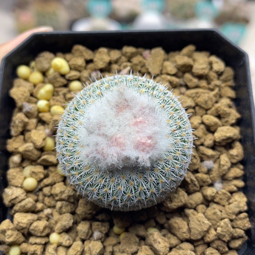 乌月丸     一物一拍