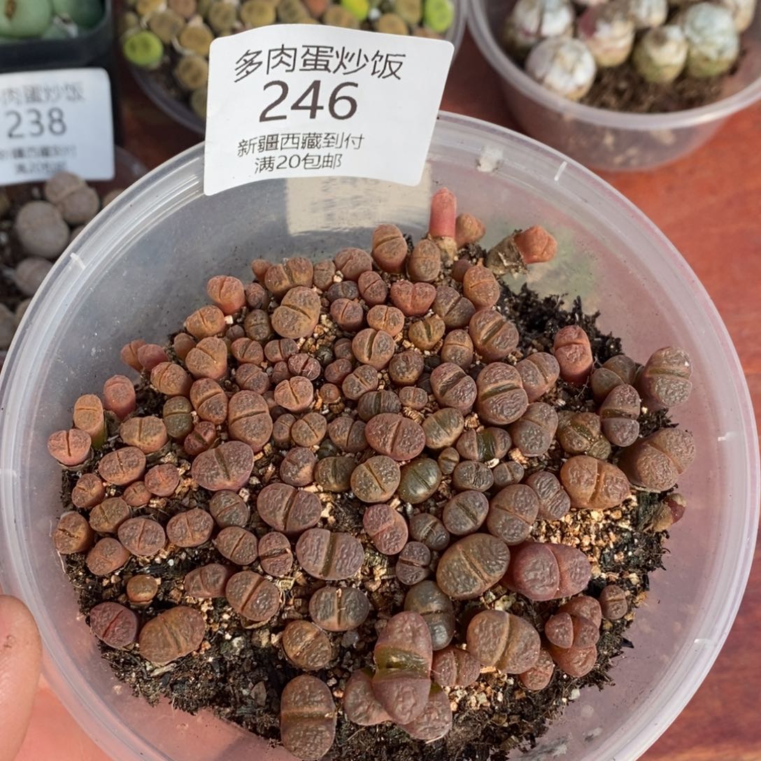 感谢您的支持，00246