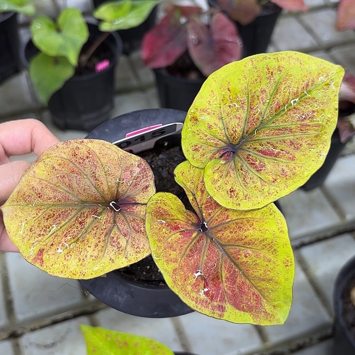 15-0215彩叶芋广东现货