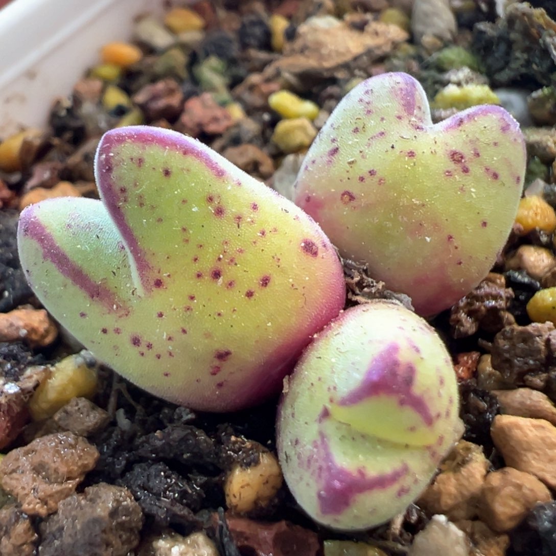 肥猪蹄 肉锥植物