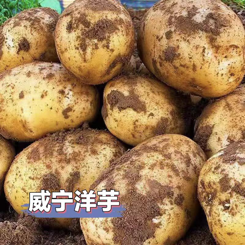 贵州威宁洋芋本地米拉洋芋糯面黄心洋芋土豆