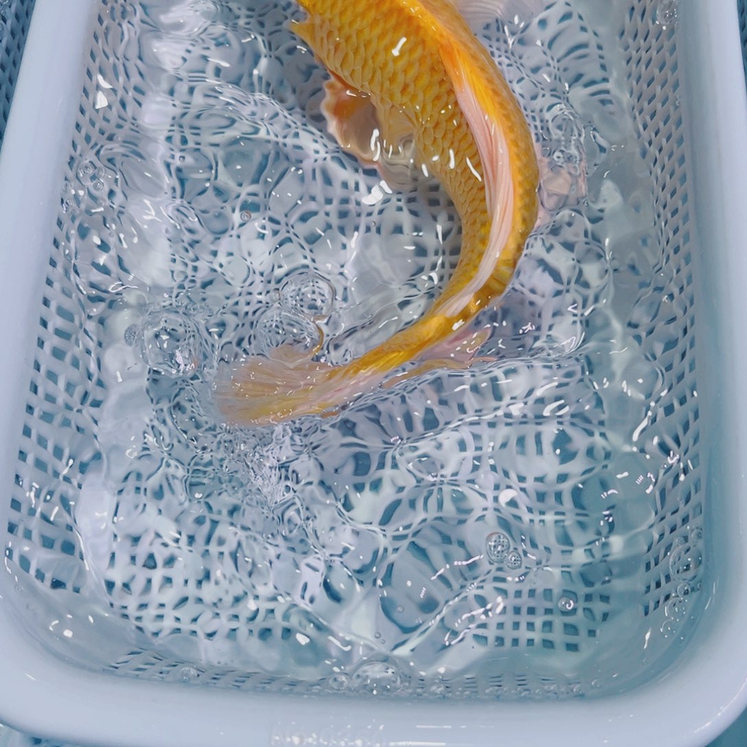 锦鲤锦鲤冷水鱼观赏
