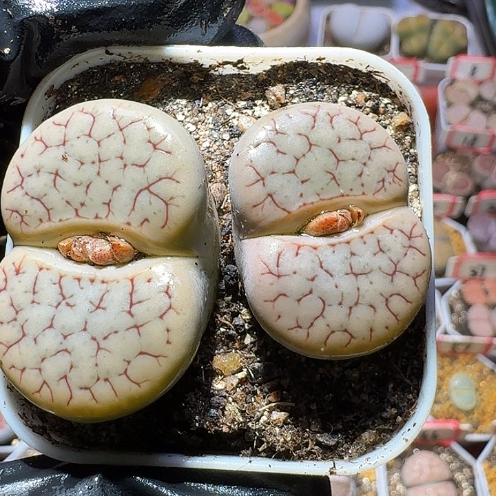 生石花2/：：。在。55号