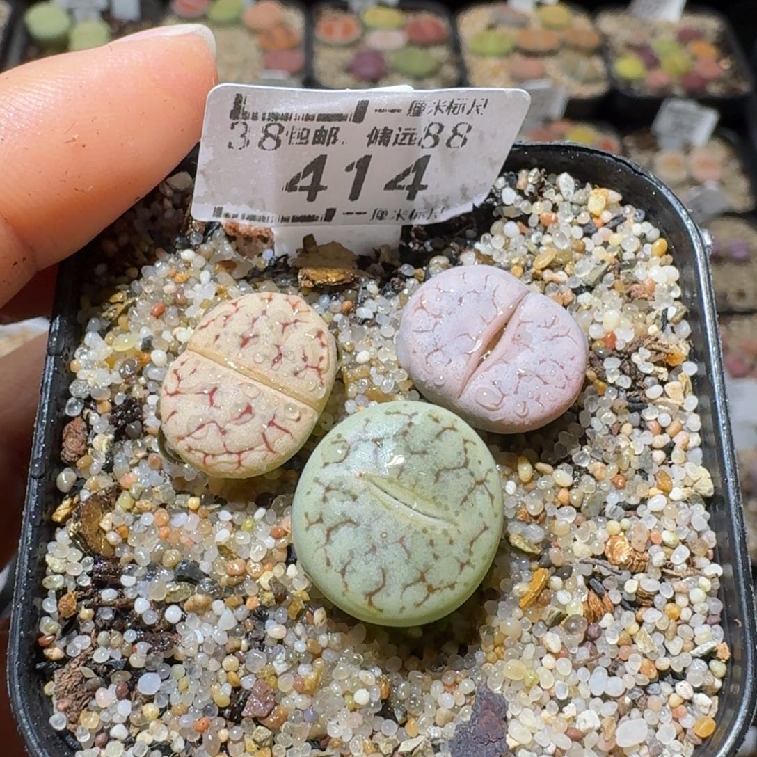 Sss精品便宜出414