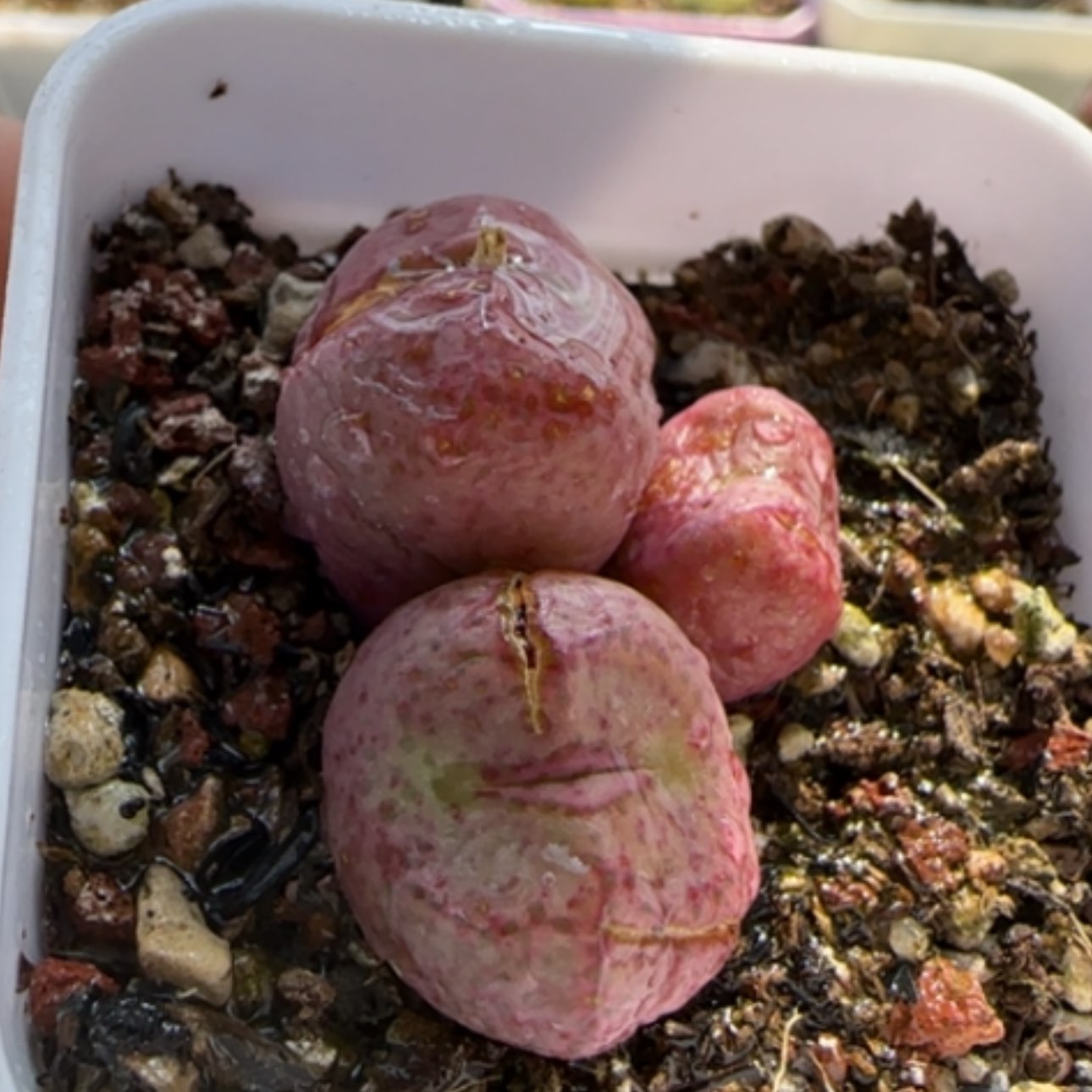 【闪购商品】8096  