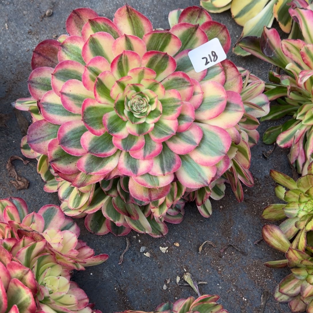 梦***。218海神无根多肉多肉多肉