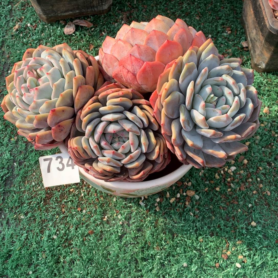 734橙子多肉植物