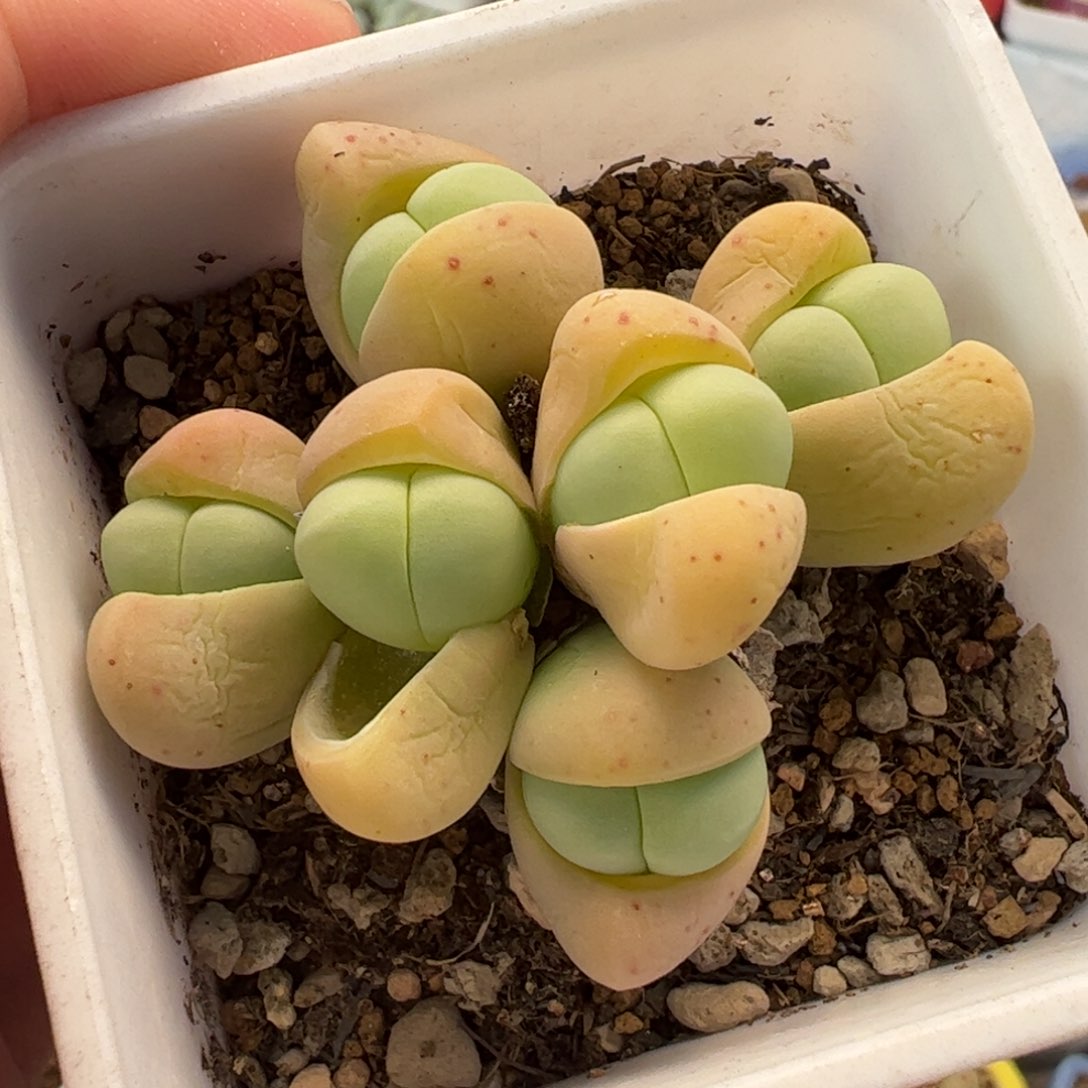 131多肉植物百科