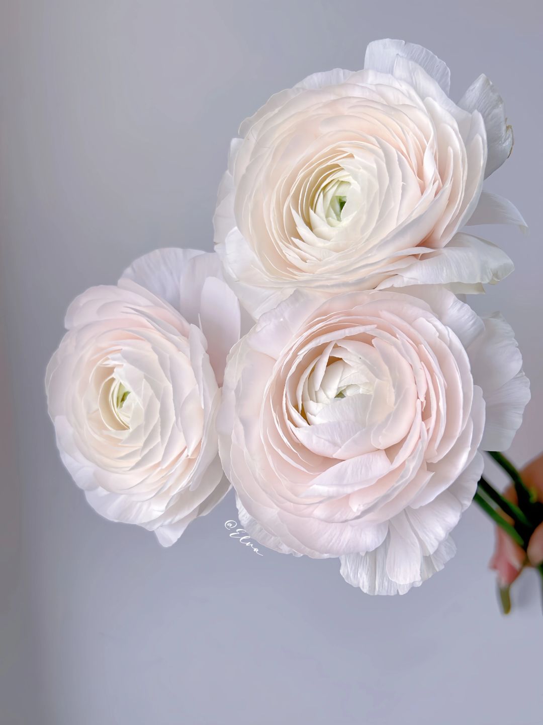 【稀有洋牡丹】河内洋牡丹-鲜花（一扎5支）