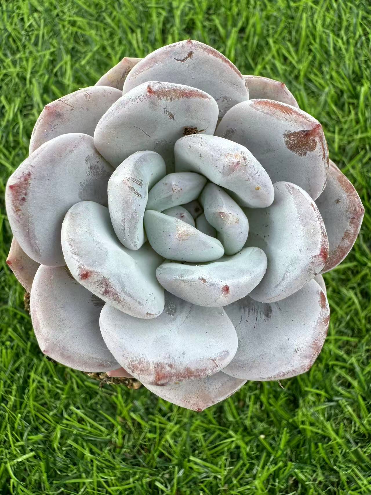 圆叶雪莲多肉【满19包邮】