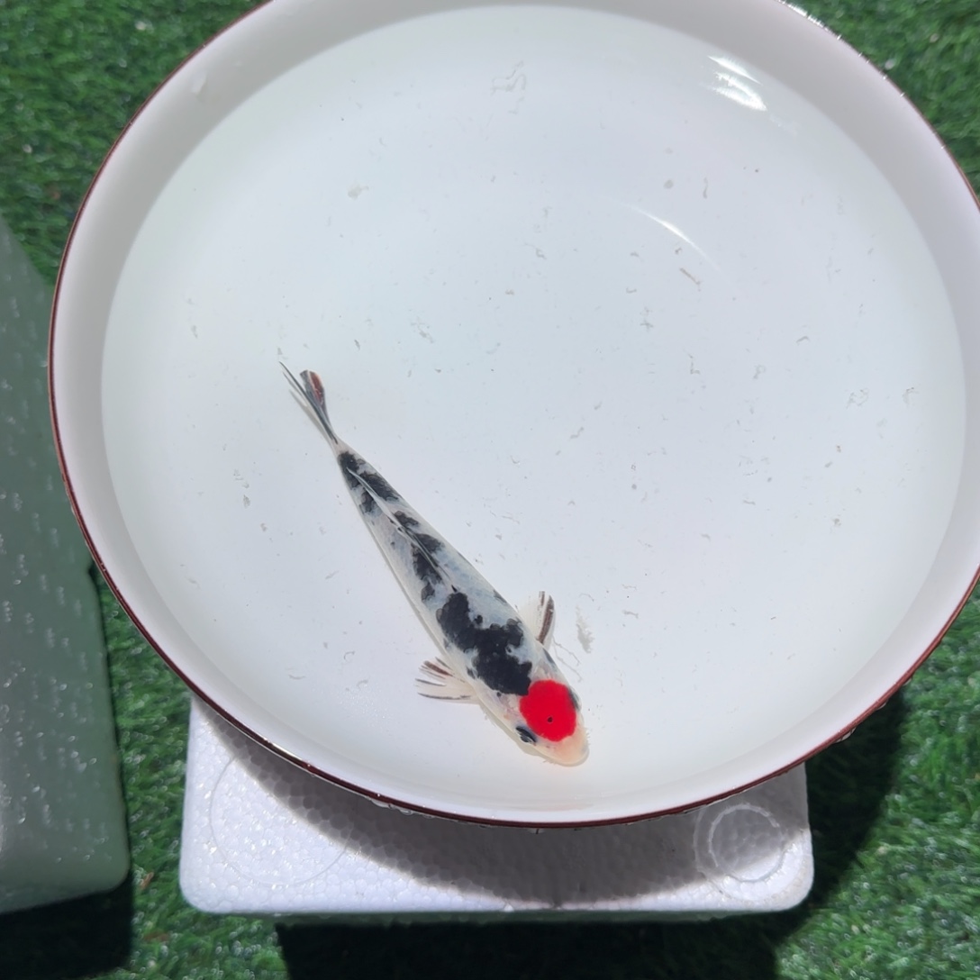 知***足锦鲤锦鲤 观赏鱼 锦鲤