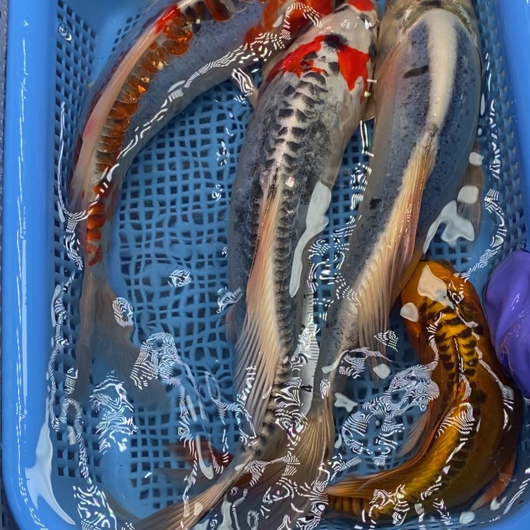 锦鲤冷水锦鲤包邮