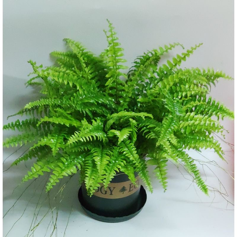 波士顿蕨盆栽垂吊驱蚊绿植物办公室内净化空气吸甲醛好养四季常青