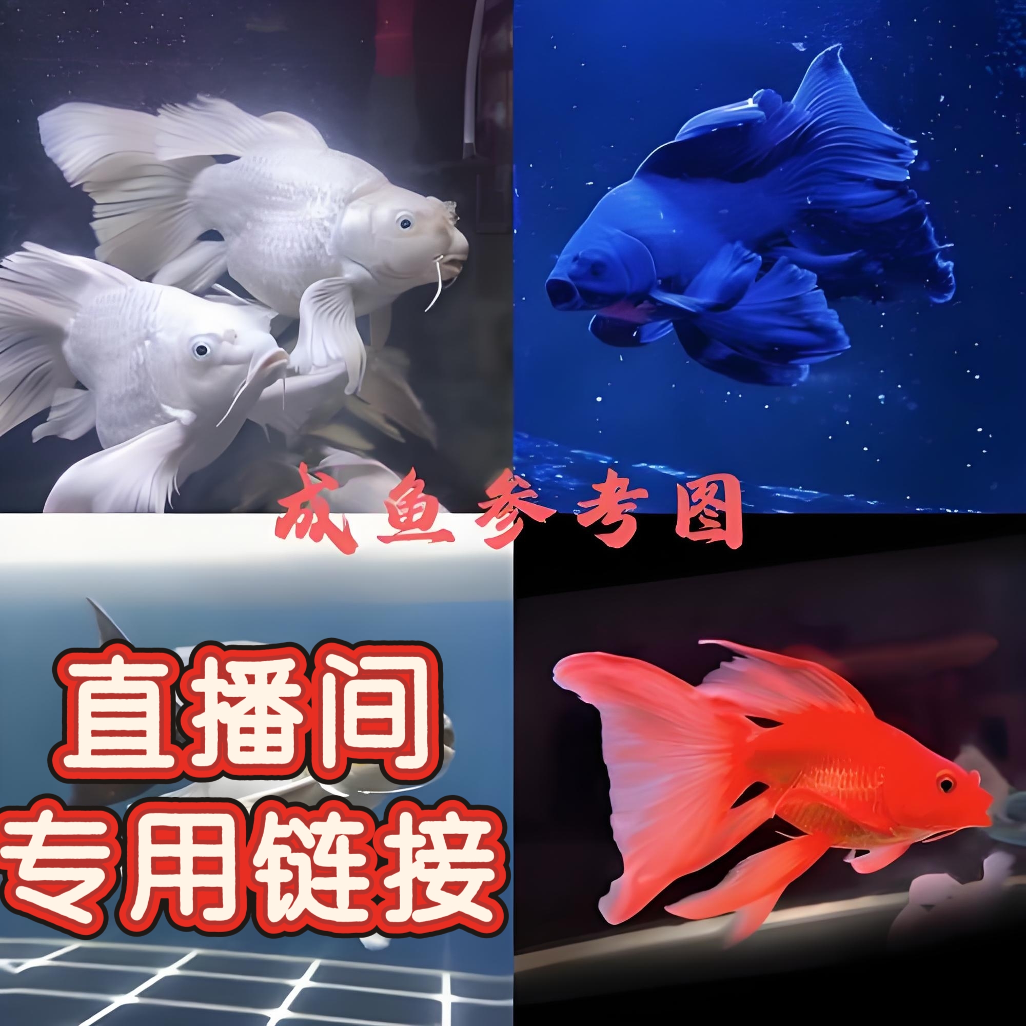 直播间专用蝴蝶鲤链接