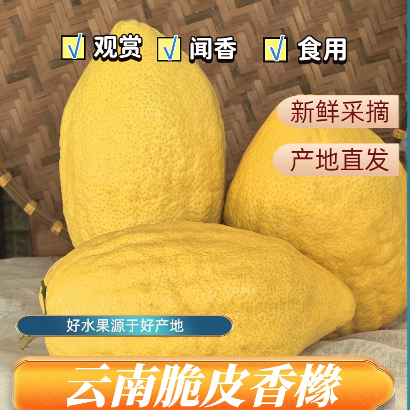 香橼鲜果云南大理香橼闻香