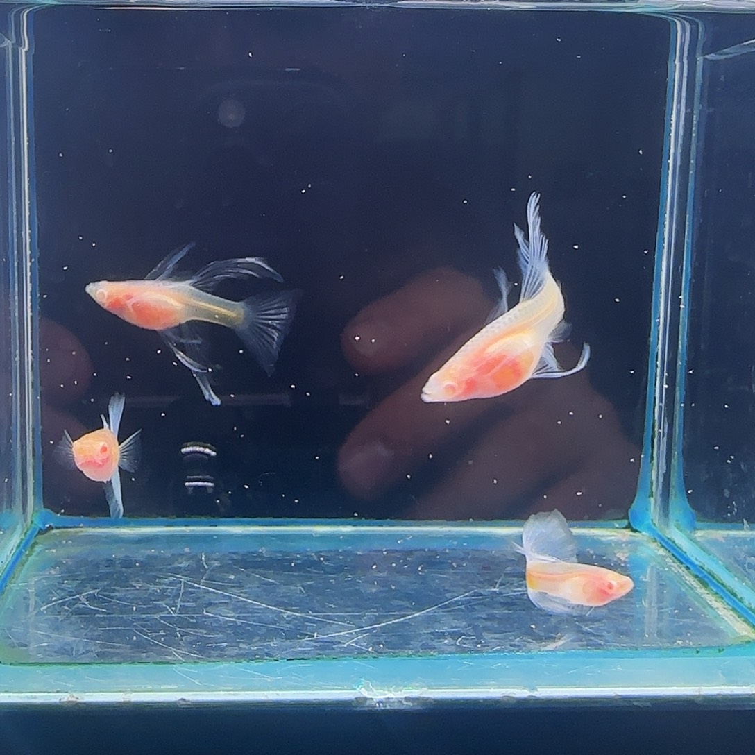 孔雀鱼蓝白玻璃体大C 