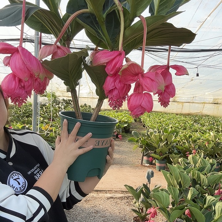 嘟***嘟少量花朵（建议范围：2朵-5朵 或40%以下）