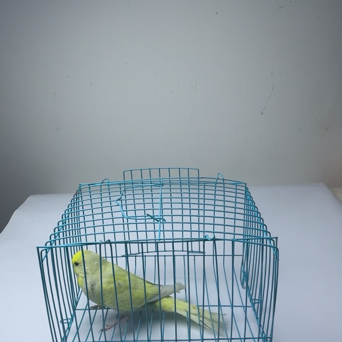 虎皮鹦鹉包邮 不退不换