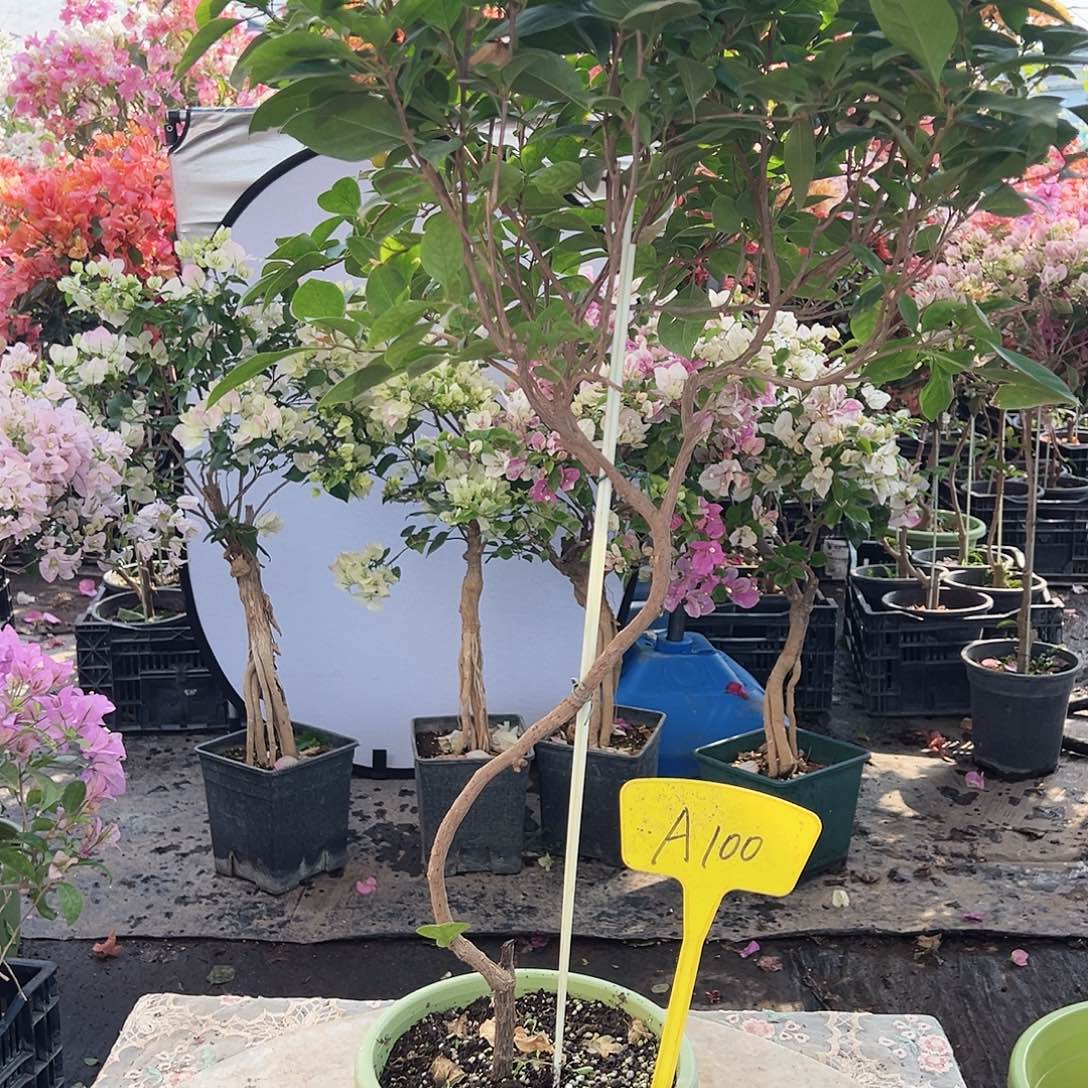 一***提大部分花苞少量开放A100金发女郎