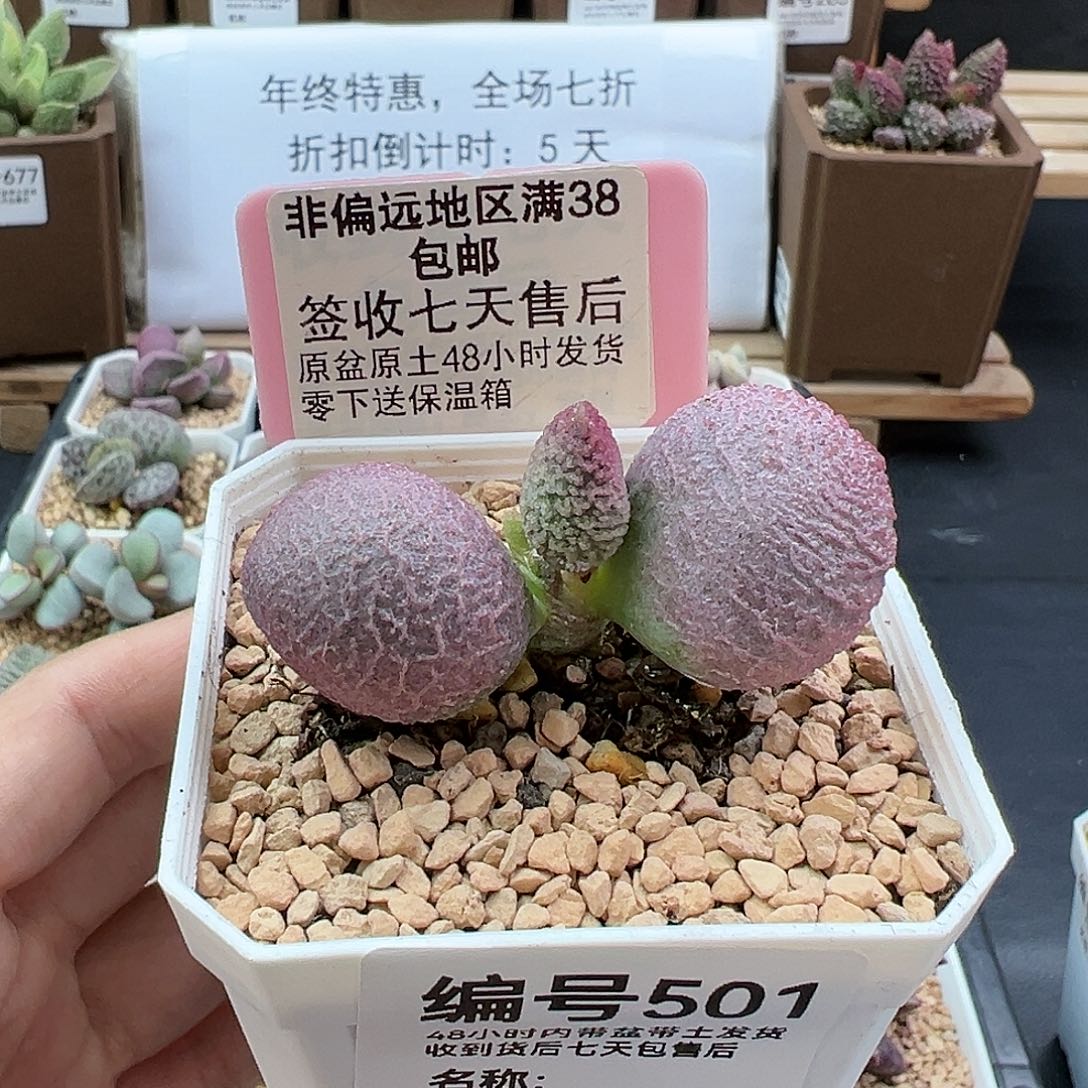 501少女心多肉植物