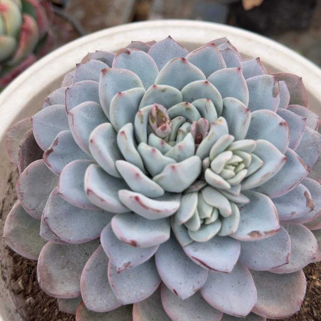 维特一物一拍包装收缩花