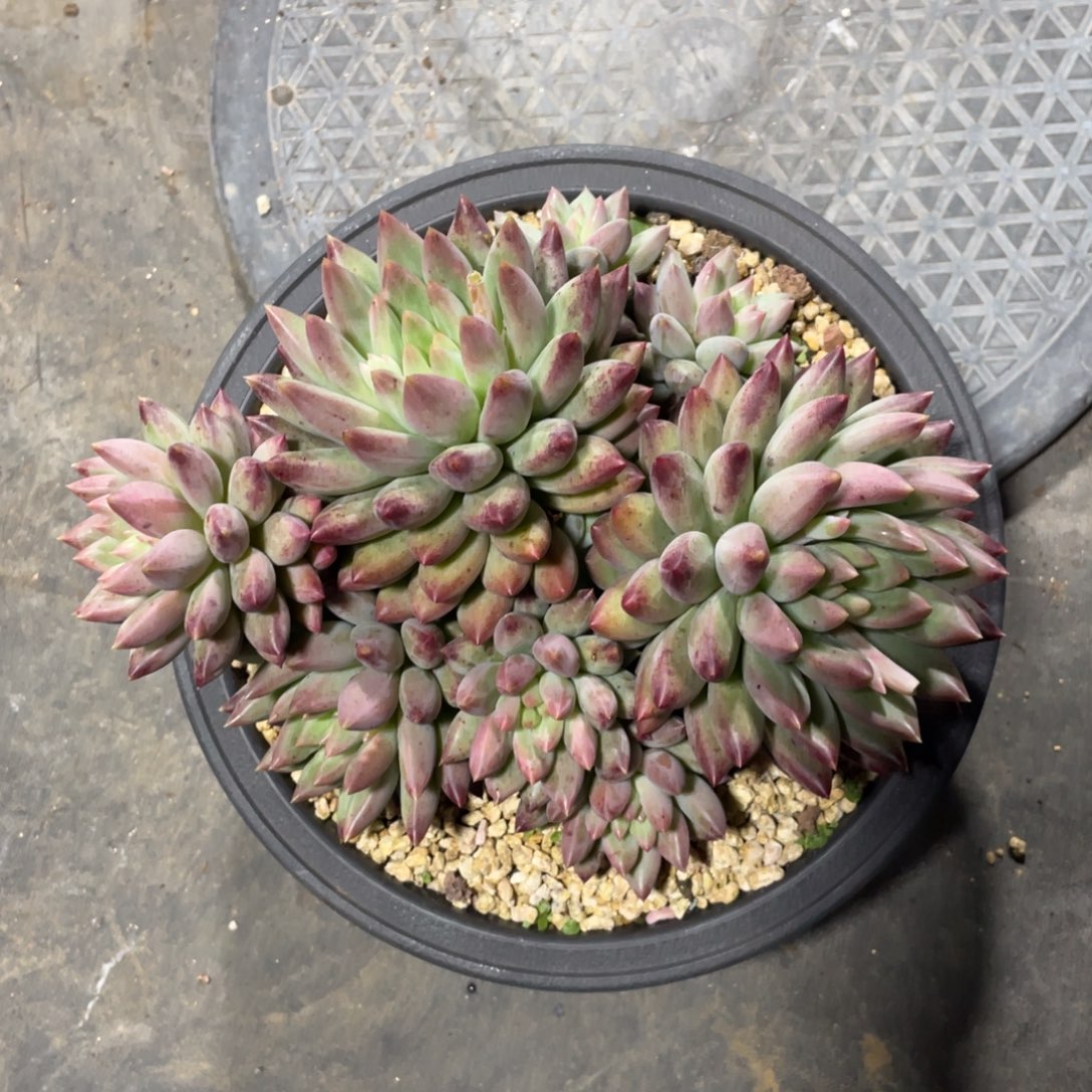 车厘子一物一拍中通快递