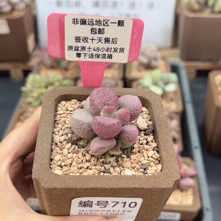 710夏娃多肉植物