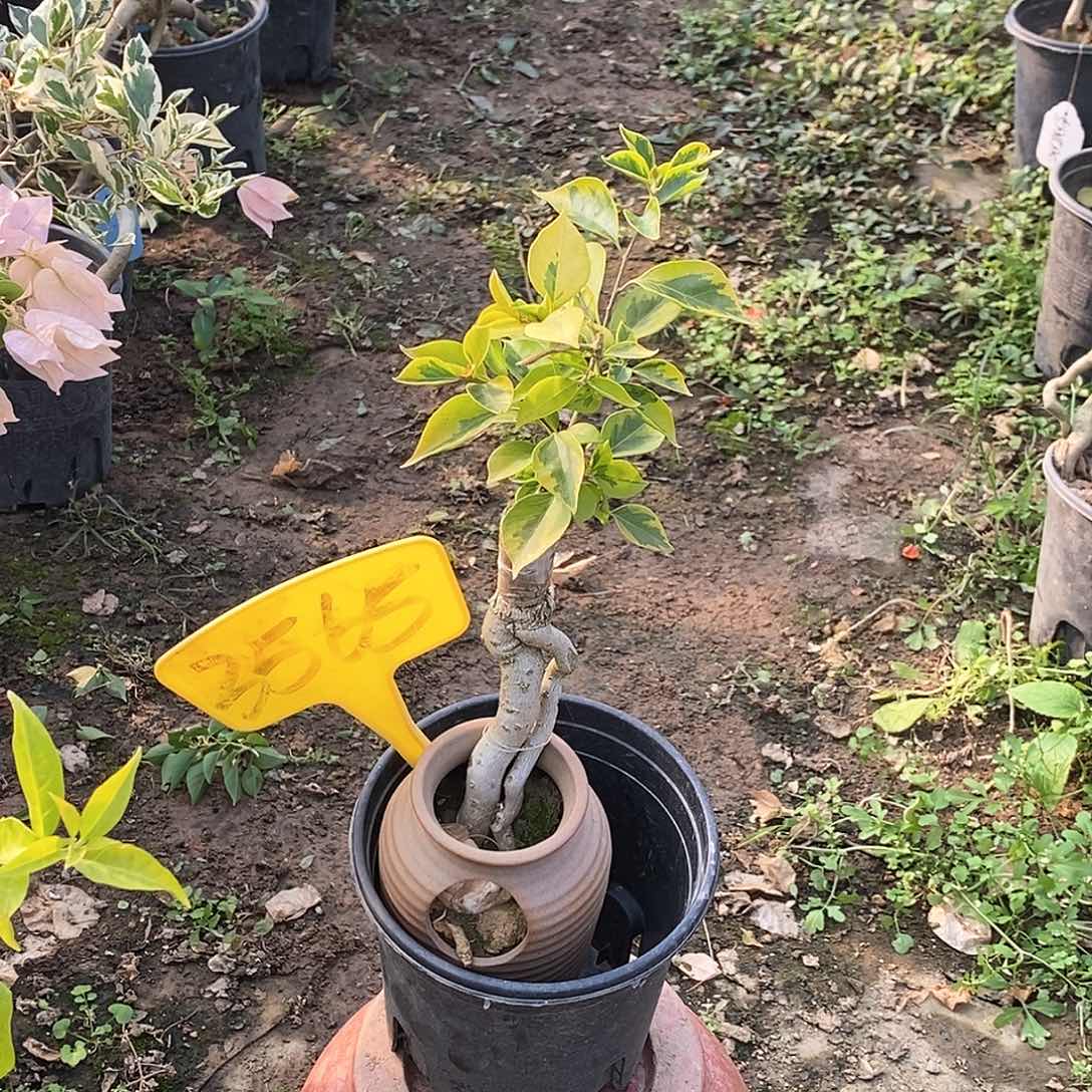 大部分开放少量花苞金钱豹3565