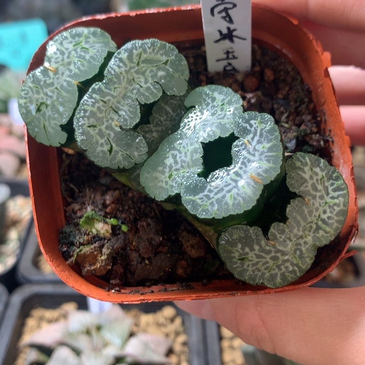 守冰玉扇一物一拍