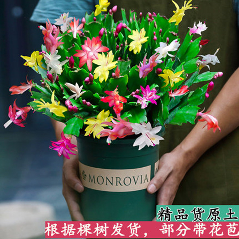 一件代发盆栽大苗带根发货蟹爪兰花苗盆景蟹爪花兰当年开花
