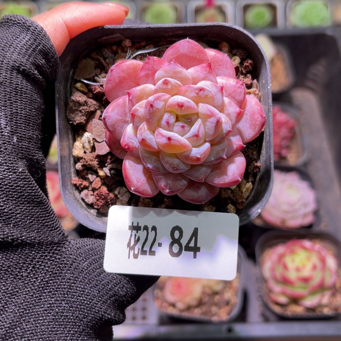 花22-84新品单头