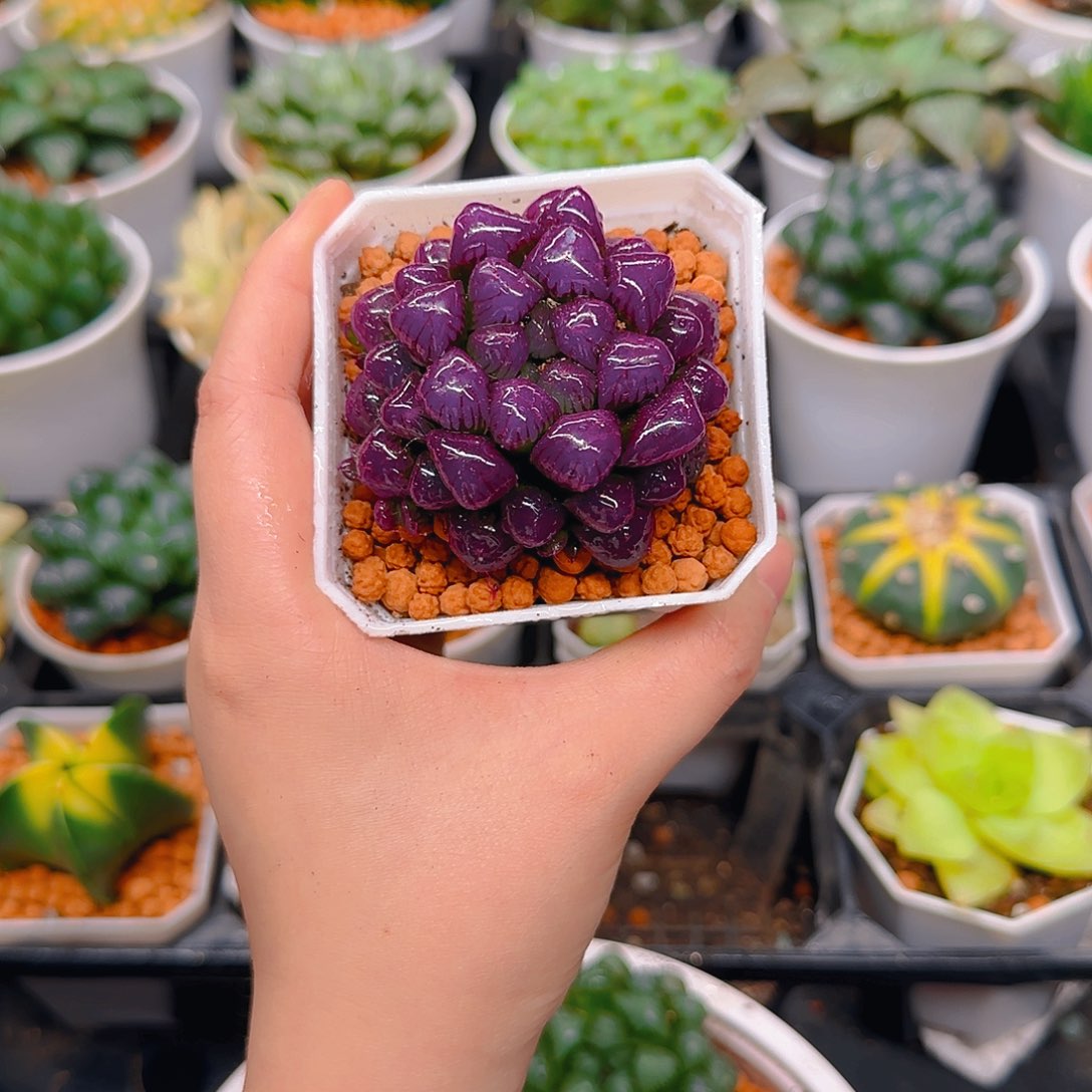 紫宝石冰灯玉露，原盆