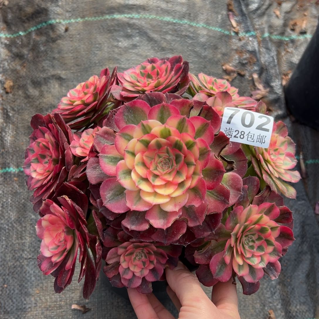 多肉植物702荔枝 有叶伤