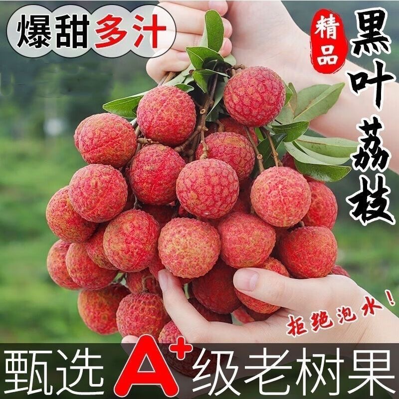 【冷链次日达】HM老树黑叶荔枝新鲜现摘当季孕妇水果5斤鲜甜多汁荔枝同城送福建省