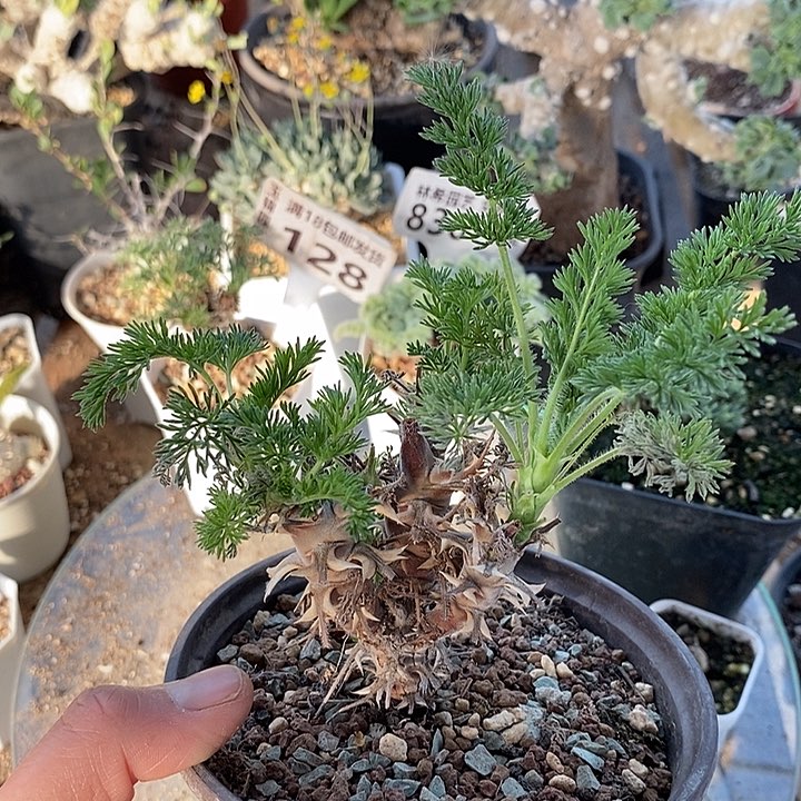 188出云洋葵一一带盆一一