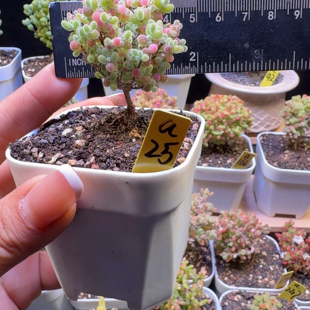 a25号橘子糖冠服4.5厘米左右