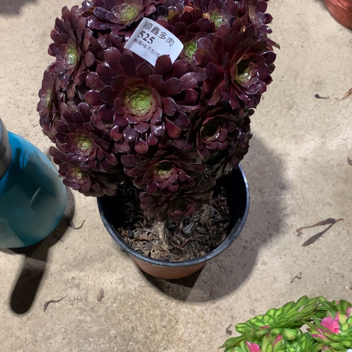 525黑铜多肉植物特价