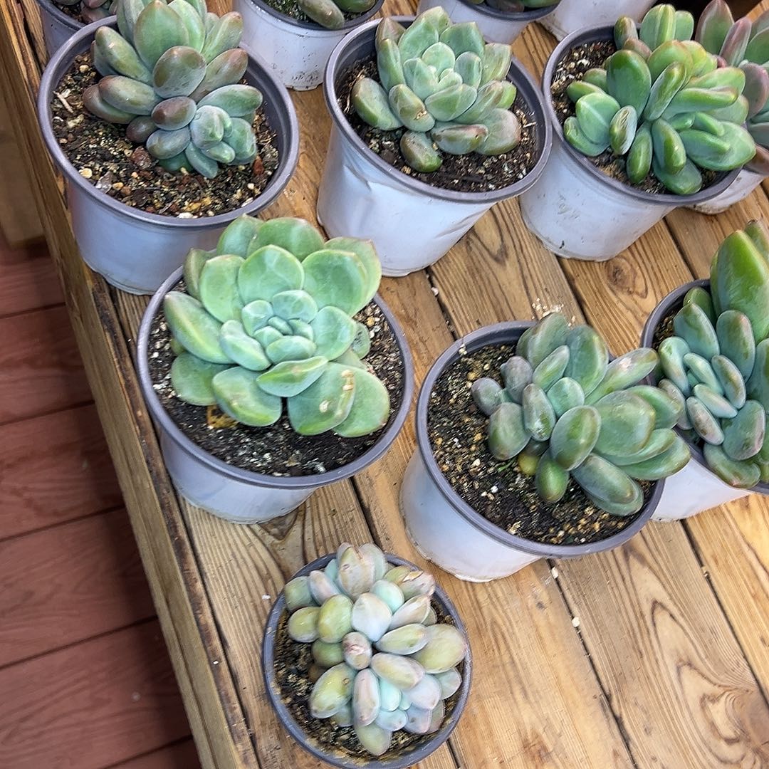 郁***仔31颗X系，一物一拍