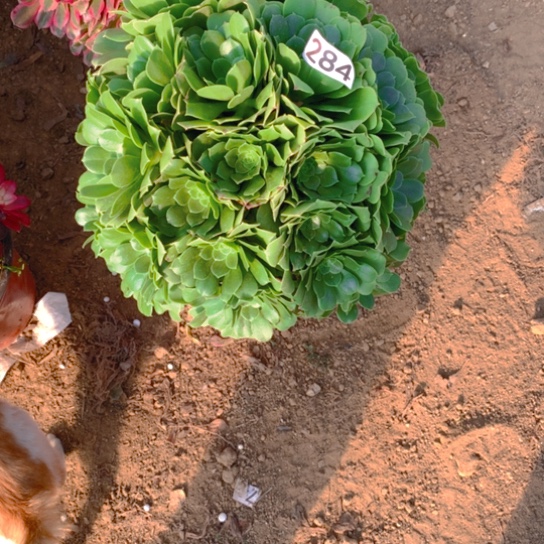 无花朵284多肉植物绿羊绒