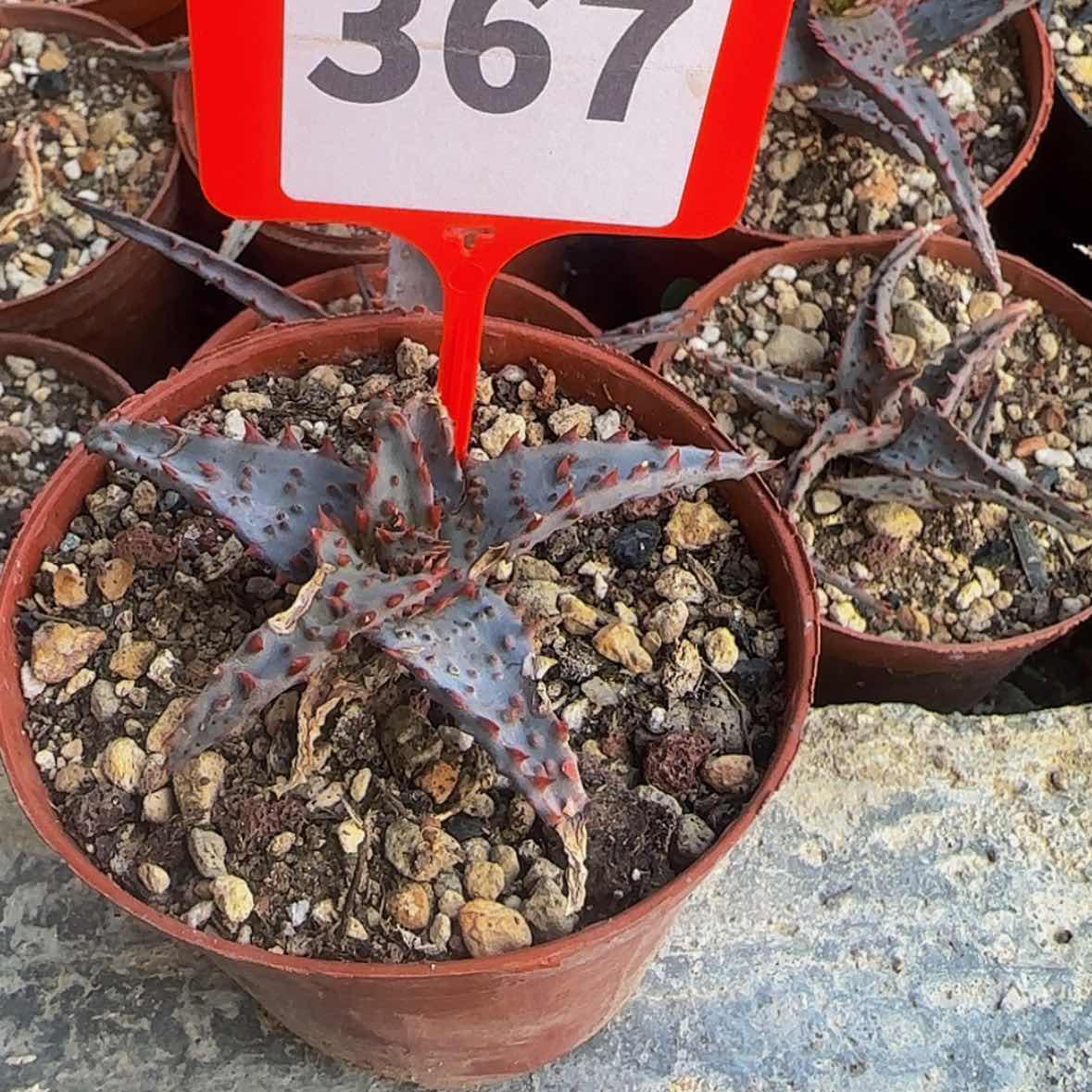 【闪购商品】天*块根植物