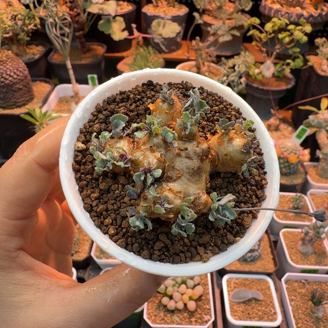 格加厚墩菊975 仙人球