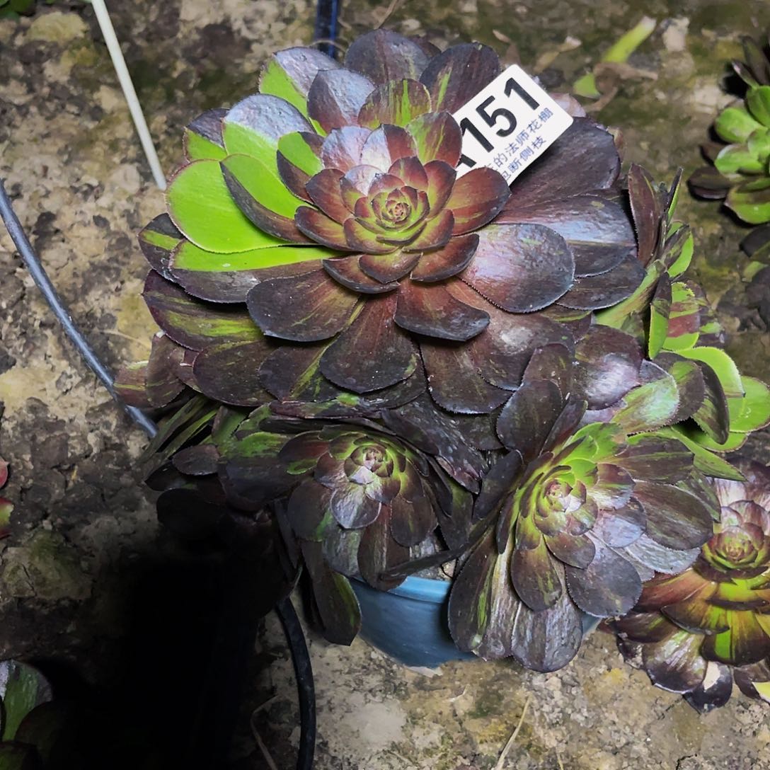法师法师26-25包邮法师