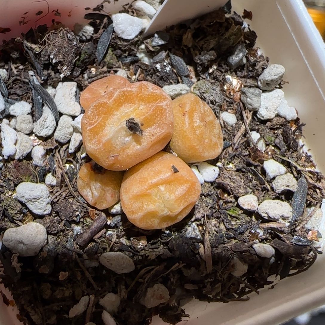 肉锥多肉植物百科-136