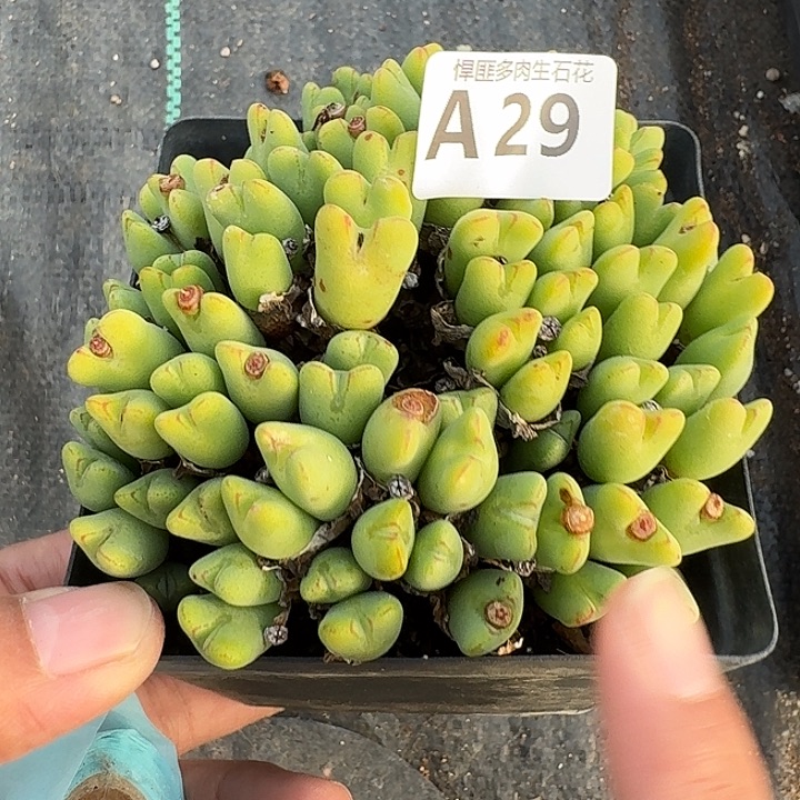 29多肉植物多肉植物