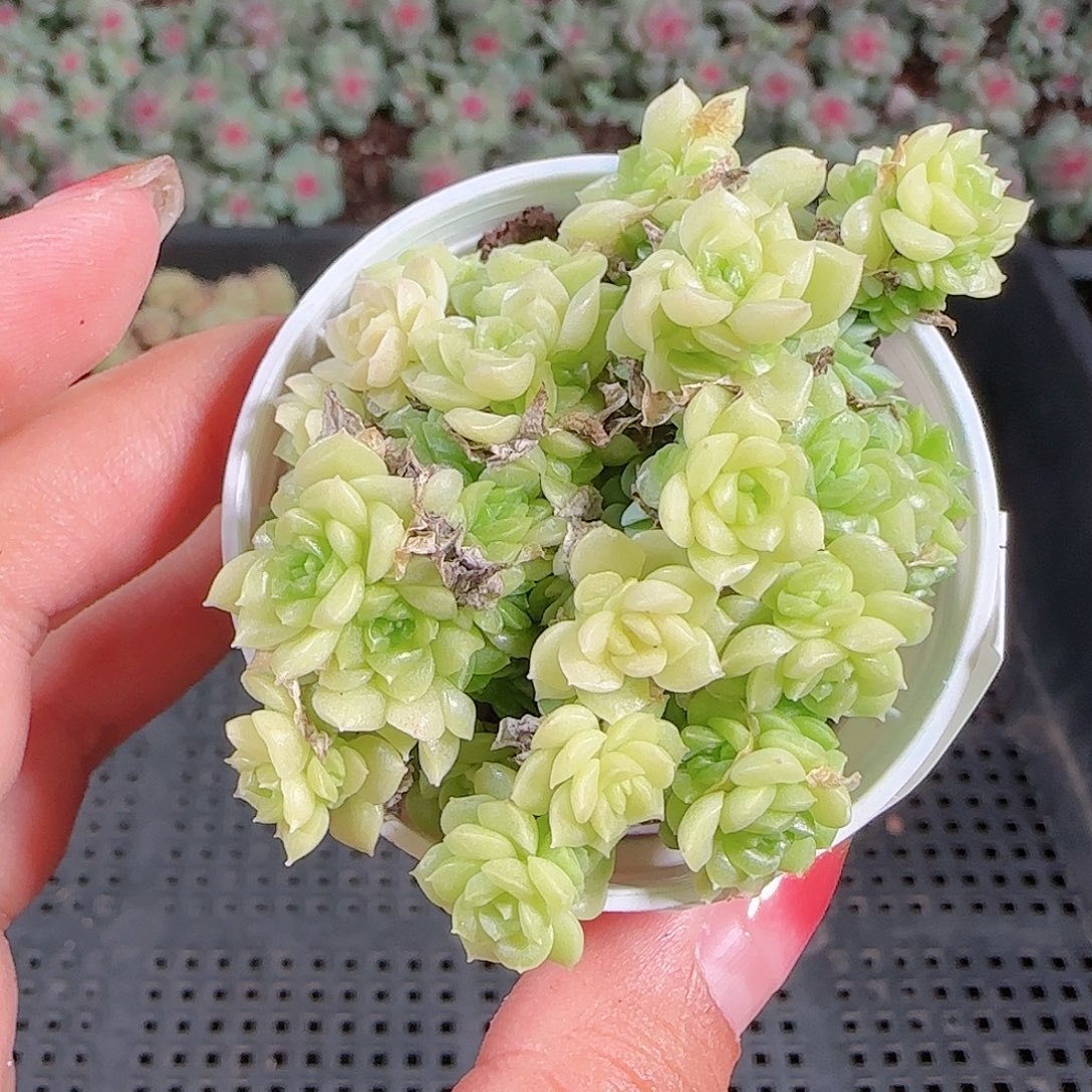 0921-46麦秆优选不包整