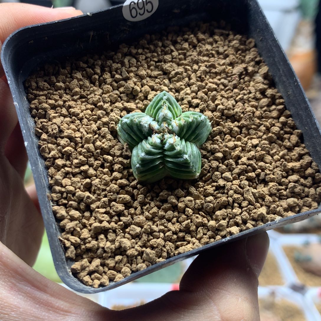 自根五星花龙多肉带盆695